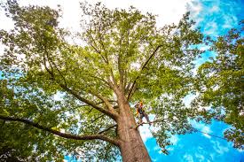 How Our Tree Care Process Works  in  Clearwater, FL